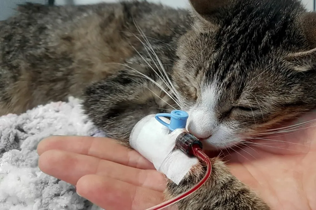 analisi-sangue-gatto