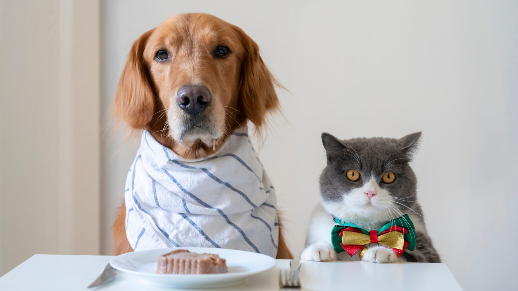 Golden Retriever and British Shorthair prepare to eat