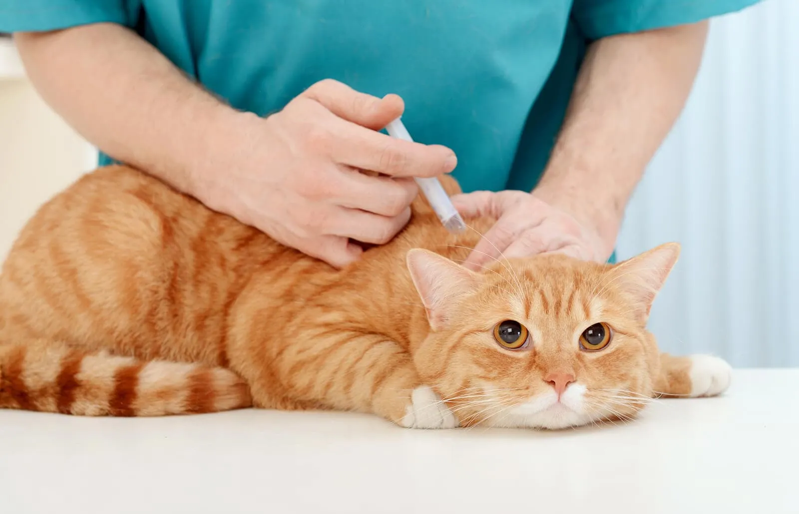 vaccino-gatto-1.jpg